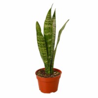 House Plant 6-SNAKE-ZEYLANICA Zeylanica Snake Plant in 6 in. Pot