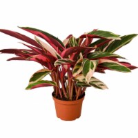 House Plant 6-STROMANTHE-TRIOSTAR Stromanthe Triostar Plant in 6 in. Pot