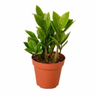House Plant 6-ZAMIOCULCAS-ZAMIIFOLIA Zamioculcas Zamiifolia ZZ Plant in 6 in. Pot
