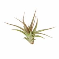 House Plant AIR-BRACHYCAULOS Brachycaulos Tillandsia Air Plant