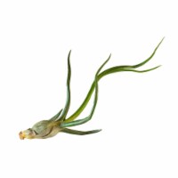 House Plant AIR-BULBOSA Bulbosa Tillandsia Air Plant