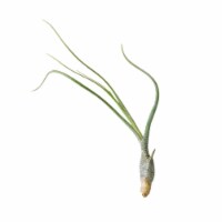 House Plant AIR-BUTZII Butzii Tillandsia Air Plant