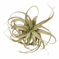 House Plant AIR-XEROGRAPHICA Xerographica Tillandsia Air Plant