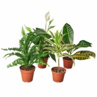 House Plant BUNDLE-AIR.PURIFYING-4IN Air Purifying Variety Plant Bundle