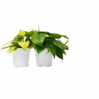 House Plant 4-PHILODENDRON-VARIETY-2PK 2 Philodendron Variety Pack Live Indoor Plant