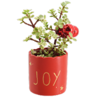 Grandpa’s Sweater Details about   6cm Succulent Pot 