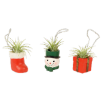 Assorted Holiday Ornament with Air Plant Perspective: Main
