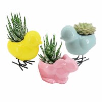 Penang Easter Bunny & Chick with Succulent