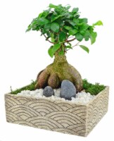 Shapes 8" w/Bonsai Perspective: Main