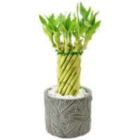 Medium Character Bamboo