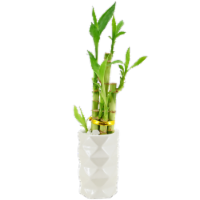 Lucky Bamboo