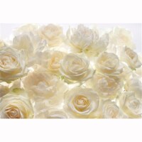 Ivory Rose Wall Mural - 145 in.