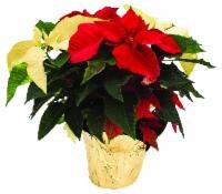 Assorted Poinsettia Perspective: front