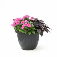 Fresh Live Petunia Flowers Planter in 12 inch Container Perspective: Main