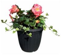 Fresh Live Begonia in 12 inch Planter Perspective: Main