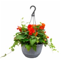 Fresh Live Begonia in Hanging Basket Perspective: Main