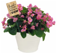 End of School! Fresh Live Begonia Plant Perspective: Main