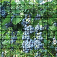 Bird B Gone UN-341 Garden Bird Netting 0.75 in. Mesh - Black - 14 ft. x 100 ft.
