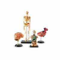 Learning Resources® Anatomy Models Set