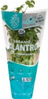 That's Tasty Organic Cilantro Plant Perspective: Main