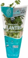 That's Tasty Organic Cilantro Plant