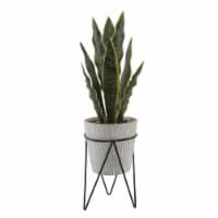 1.8 ft. TTL Height Snake Plant in Cement Pot on Metal Stand, Gray