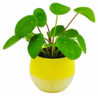 Mini Pilea - Assorted Perspective: Main