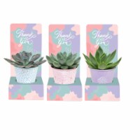 Kind Mini Succulent Potted Plant - Assorted Perspective: Main