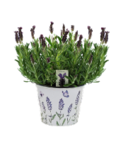 Lavender in Tin Pot Perspective: Main