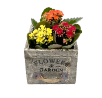 Blooming Mini Plants In Decorative Drawer Perspective: Main