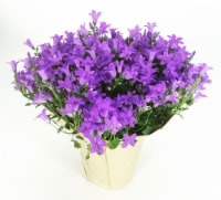 4 in Campanula Perspective: Main