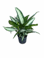 Foliage Plant Perspective: Main