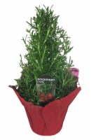 Rosemary Tree Perspective: Main