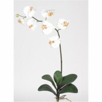 Phalaenopsis Silk Orchid Flower with Leaves Cream 6 Stems
