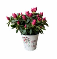 Mother's Day Fresh Azalea Plant in 4 inch Tin Perspective: Main