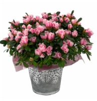 Spring Mother's Day Fresh Azalea Plant in 6 inch Pot Perspective: Main