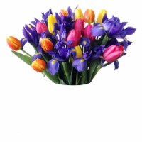 30-Stem Tulip-Iris Duet (Approximate Delivery is 1-3 Days)