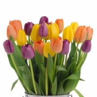 Tri-Color Tulips Cut Flowers