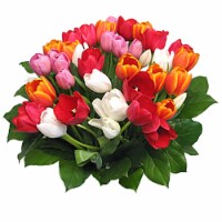 40-Stem Rainbow Tulips with Greens (Approximate Delivery is 1-3 Days)