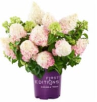 Fresh Live Strawberry Vanilla Hydrangea Plant in 10 inch pot Perspective: Main