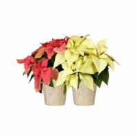 Poinsettia in Wrap Assorted Potted Plant Perspective: Main