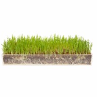 Window Garden Sango Purple Radish Grow Kit - Plant Home Garden, Juice Healthy Shots