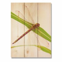 Day Dream HQ WGDF1115 11 x 15 in. Dragonfly Wall Art