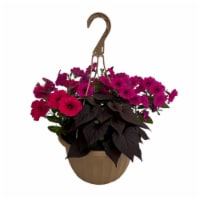 Fresh Live Petunias Flowers in 12 inch Hanging Basket Perspective: Main