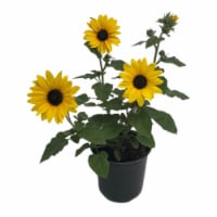 Fresh Live Sunfinity®  Sunflower Plant in Pot Perspective: Main