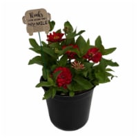 End of School! Fresh Live Zinnia Plant Perspective: Main