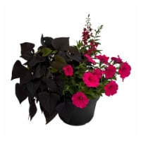 Fresh Live Petunia Flowers Planter in 12 inch Container Perspective: Main