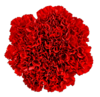 Holiday Carnations Fresh Flower Bouquet, 1 ct