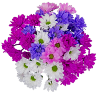 Mother's Day Crazy Daisy Fresh Flower Bouquet Perspective: Main