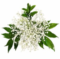 Assorted Filler Green Bunch Bouquet Perspective: Main